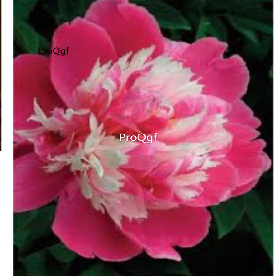 Prodgf 2000Pcs A Set dark pink white Paeonia peony flower seed