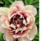 Prodgf 2000Pcs A Set devil red beige edge Paeonia peony flower seed