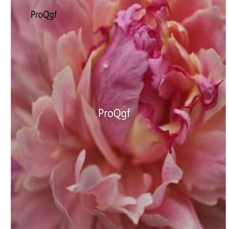 Prodgf 2000Pcs A Set fragrant pink Paeonia peony flower seed