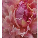 Prodgf 2000Pcs A Set fragrant pink Paeonia peony flower seed
