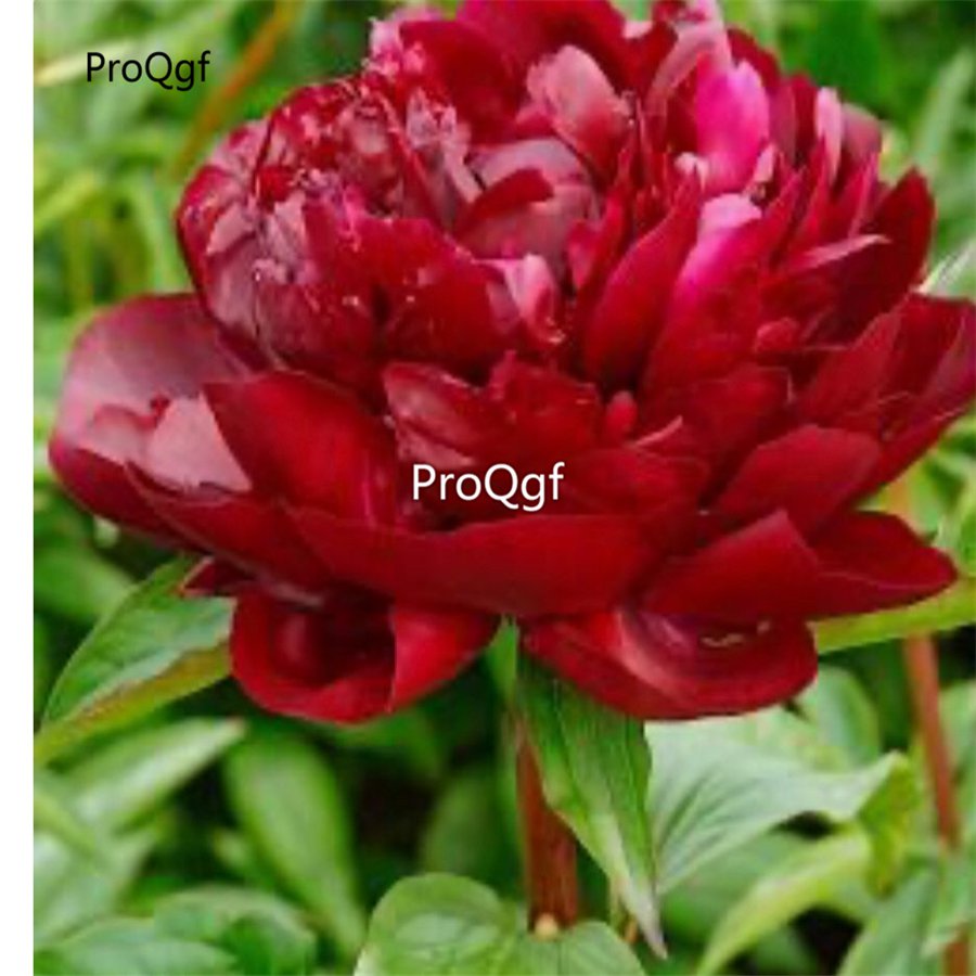 Prodgf 2000Pcs A Set armani red Paeonia peony flower seed
