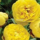 Prodgf 2000Pcs A Set double yellow Paeonia peony flower seed