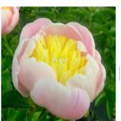 Prodgf 2000Pcs A Set pink with yellow heart Paeonia peony flower seed