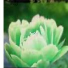 Prodgf 2000Pcs A Set giant rare green Paeonia peony flower seed