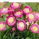Prodgf 2000Pcs A Set bowl  of beauty Paeonia peony flower seed