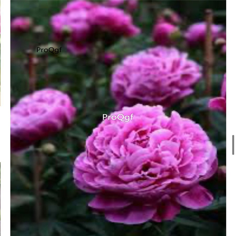 Prodgf 2000Pcs A Set tinka philips Paeonia peony flower seed