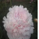 Prodgf 2000Pcs A Set truth clay pink Paeonia peony flower seed