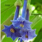 Prodgf 8000Pcs A Set blue mandala flower seed