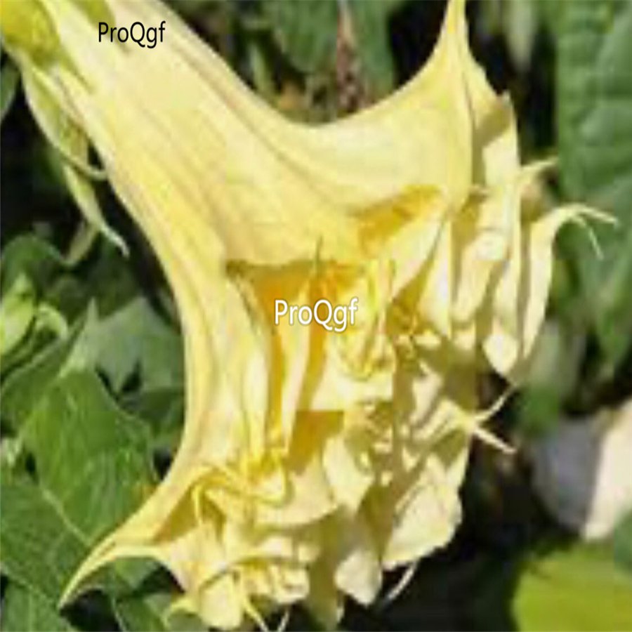 Prodgf 8000Pcs A Set yellow mandala flower seed