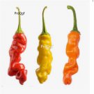 Prodgf 9000Pcs A Set joe pepper vegetable seed
