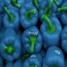 Prodgf 9000Pcs A Set sky blue round bell pepper vegetable seed