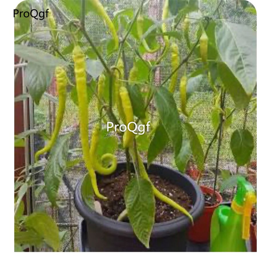Prodgf 9000Pcs A Set corbaci pepper vegetable seed