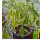 Prodgf 9000Pcs A Set corbaci pepper vegetable seed
