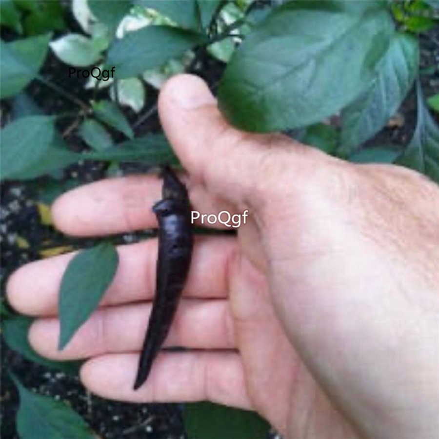 Prodgf 9000Pcs A Set mini black pepper vegetable seed