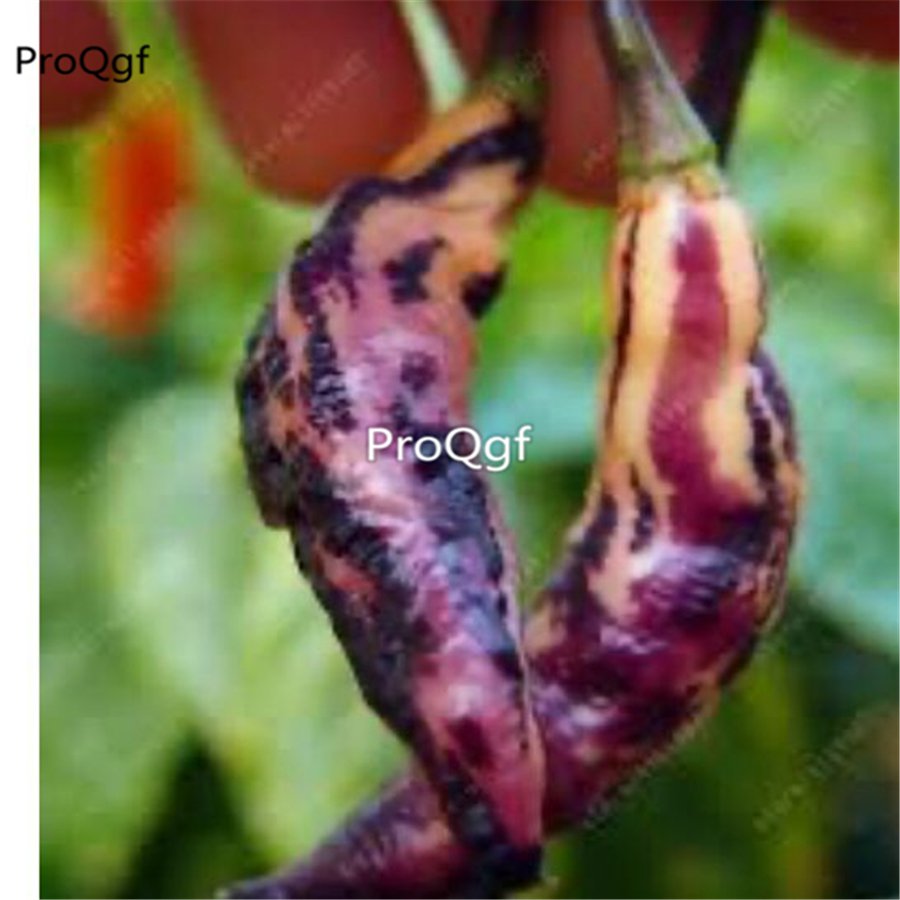 Prodgf 9000Pcs A Set pink tiger pepper vegetable seed