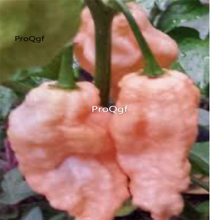 Prodgf 9000Pcs A Set jay peach ghost scorpion pepper vegetable seed