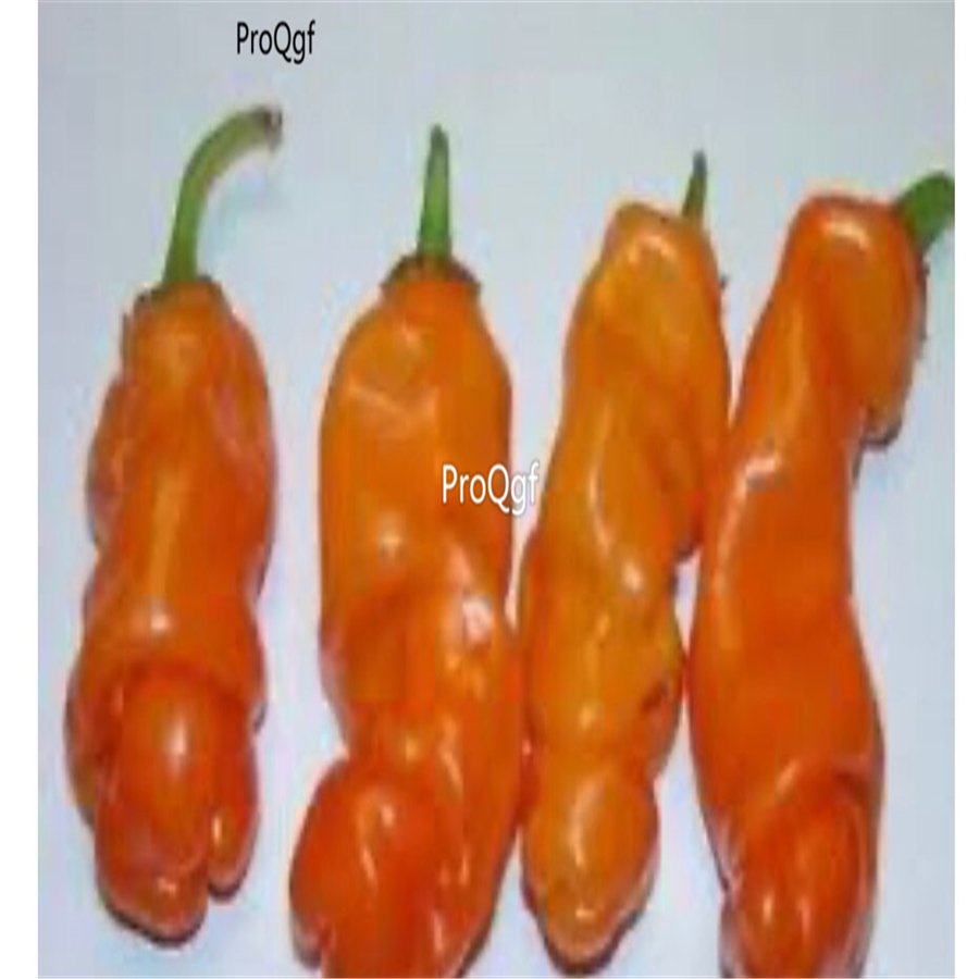 Prodgf 9000Pcs A Set orange peter pepper vegetable seed