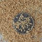 300pcs a set Iresine herbstii Hook Seed ProQgf