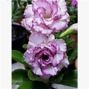 Prodgf 3Pcs A Set light purple white Adenium obesum Desert Rose Plant