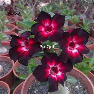 Prodgf 3Pcs A Set black red Adenium obesum Desert Rose Plant