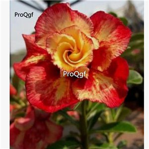 Prodgf 3Pcs A Set red orange Adenium obesum Desert Rose Plant