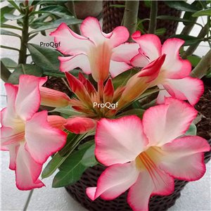 Prodgf 3Pcs A Set pink white Adenium obesum Desert Rose Plant