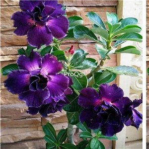 Prodgf 3Pcs A Set dark blue Adenium obesum Desert Rose Plant