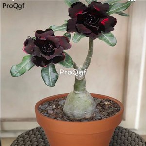 Prodgf 3Pcs A Set chocolate good night Adenium obesum Desert Rose Plant