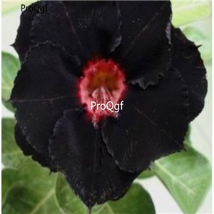 Prodgf 3Pcs A Set true love black Adenium obesum Desert Rose Plant
