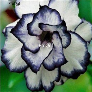 Prodgf 3Pcs A Set white with blue edge Adenium obesum Desert Rose Plant