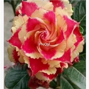 Prodgf 3Pcs A Set harry red yellow Adenium obesum Desert Rose Plant