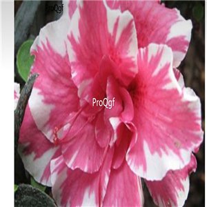 Prodgf 3Pcs A Set pink white stripe Adenium obesum Desert Rose Plant