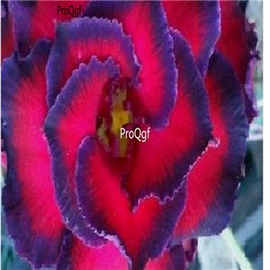Prodgf 3Pcs A Set red with dark blue edge Adenium obesum Desert Rose Plant
