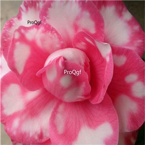 Prodgf 3Pcs A Set pink white spotted Adenium obesum Desert Rose Plant