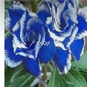 Prodgf 3Pcs A Set blue white Adenium obesum Desert Rose Plant