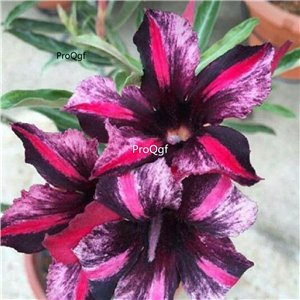 Prodgf 3Pcs A Set double purple Adenium obesum Desert Rose Plant