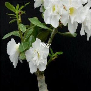 Prodgf 3Pcs A Set angel white Adenium obesum Desert Rose Plant