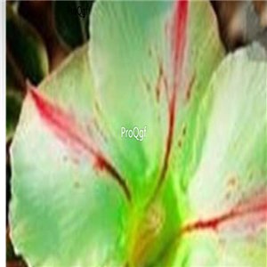 Prodgf 3Pcs A Set green with red stripe Adenium obesum Desert Rose Plant