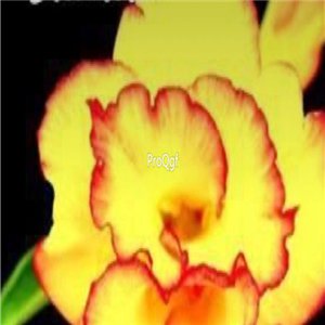 Prodgf 3Pcs A Set gold with red edge Adenium obesum Desert Rose Plant