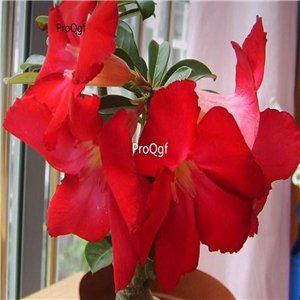 Prodgf 3Pcs A Set true love red Adenium obesum Desert Rose Plant