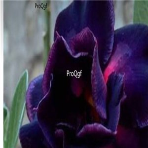 Prodgf 3Pcs A Set classic blue Adenium obesum Desert Rose Plant