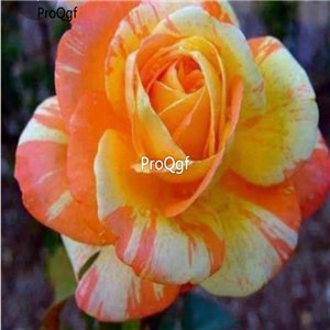 Prodgf 3000Pcs A Set Orange Yellow Rose Flower Seed
