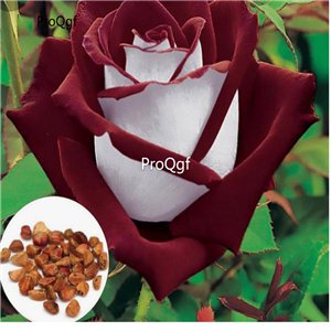 Prodgf 3000Pcs A Set blood red white Rose Flower Seed