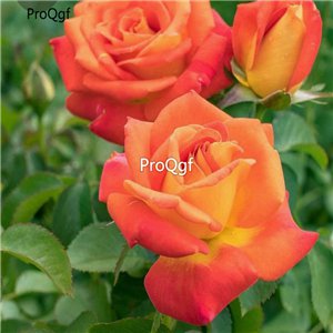 Prodgf 3000Pcs A Set burst joy Rose Flower Seed
