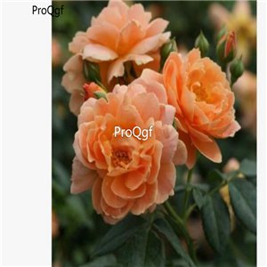 Prodgf 3000Pcs A Set proven winners Rose Flower Seed