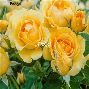 Prodgf 3000Pcs A Set spring hill julia Rose Flower Seed