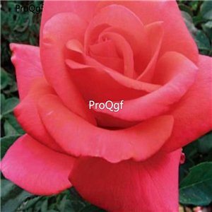 Prodgf 3000Pcs A Set salute tea Rose Flower Seed