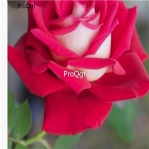 Prodgf 3000Pcs A Set damascena Rose Flower Seed