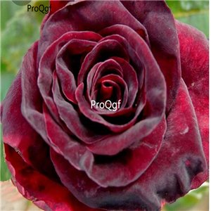 Prodgf 3000Pcs A Set chocolate angel Rose Flower Seed
