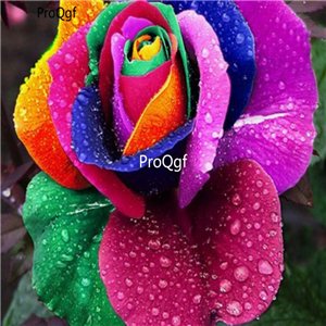 Prodgf 3000Pcs A Set holland rainbow Rose Flower Seed